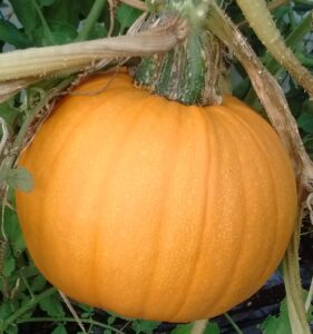 The Parable of the Pumpkin Seed; A Bit of Doggerel for an October Day
