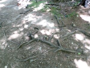 Five Reasons to Go for a Walk on a Cold, Gray March Day