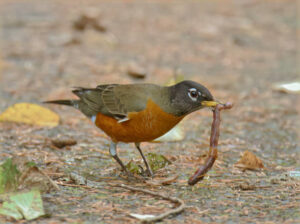 A Robin
